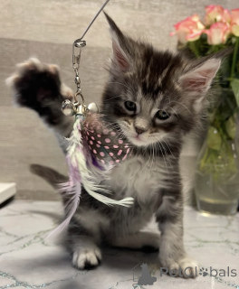 Zdjęcie №2 do zapowiedźy № 161775 na sprzedaż  maine coon - wkupić się USA hodowca