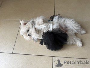 Zdjęcie №3. Słodkie psy na sprzedaż. Niemcy