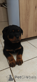 Zdjęcie №3. Szczeniaki Rottweiler. Polska