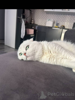 Zdjęcie №3. Zabawna, ale zrównoważona Poppy to wiązka miłości owinięta miękkim futerkiem i. Francja