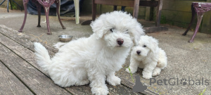 Zdjęcie №1. bichon frise - na sprzedaż w Bellyny | negocjowane | Zapowiedź №176497