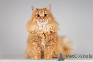 Zdjęcie №1.  - na sprzedaż w Chimki | Bezpłatny | Zapowiedź № 166040