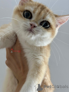 Zdjęcie №3. Britishorthir NY 12 Kobiet pełny rodowód. Turcja