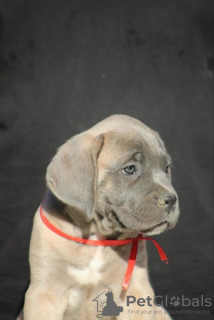 Dodatkowe zdjęcia: Szczenięta Cane Corso