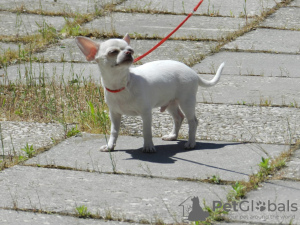 Zdjęcie №1. chihuahua (rasa psów) - na sprzedaż w Symferopol | 8371zł | Zapowiedź №106408