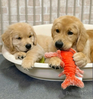 Zdjęcie №1. golden retriever - na sprzedaż w Berlin | 3827zł | Zapowiedź №137948