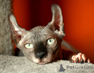 Zdjęcie №2 do zapowiedźy № 146285 na sprzedaż  elf - wkupić się Polska prywatne ogłoszenie