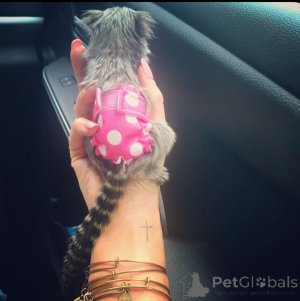 Zdjęcie №1.  - na sprzedaż w Los Angeles | Bezpłatny | Zapowiedź №161909