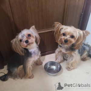 Zdjęcie №4. Sprzedam yorkshire terrier w Berlin. prywatne ogłoszenie - cena - 1756zł