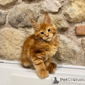 Zdjęcie №3. Uroczy brązowy pręgowany kociak Maine Coon. Najlepszy kot rodzinny. Republika Czeska
