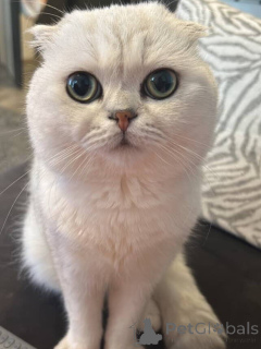 Zdjęcie №1. kot brytyjski krótkowłosy - na sprzedaż w Aix-en-Provence | 2631zł | Zapowiedź № 157770