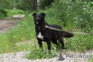 Zdjęcie №1. pies nierasowy - na sprzedaż w Москва | Bezpłatny | Zapowiedź №21679