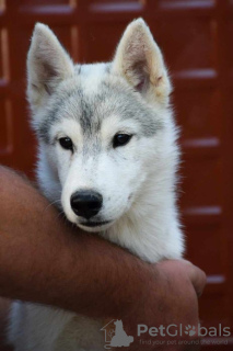 Dodatkowe zdjęcia: Syberyjski husky szczenięta