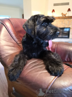 Zdjęcie №3. Szczeniaki sznaucera olbrzymiego. Litwa