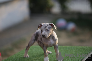 Zdjęcie №1. amerykański pitbulterier - na sprzedaż w Belgrad | negocjowane | Zapowiedź №120222