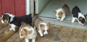 Zdjęcie №1. welsh corgi - na sprzedaż w Maribor | negocjowane | Zapowiedź №175787