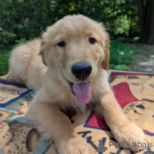 Zdjęcie №4. Sprzedam golden retriever w Alice Springs. hodowca - cena - negocjowane