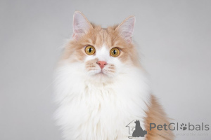 Zdjęcie №4. Sprzedam  w Москва. prywatne ogłoszenie - cena - Bezpłatny