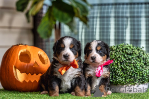 Zdjęcie №1. berneński pies pasterski - na sprzedaż w Bulembu | negocjowane | Zapowiedź №158444