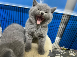 Zdjęcie №4. Sprzedam kot brytyjski krótkowłosy w Ramstein-Miesenbach.  - cena - 2392zł