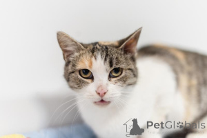 Zdjęcie №2 do zapowiedźy № 159363 na sprzedaż   - wkupić się Federacja Rosyjska ze schronu