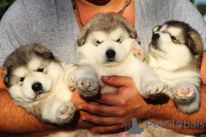 Dodatkowe zdjęcia: Alaskan malamute szczenięta. KSU.