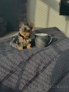Zdjęcie №3. Zarejestrowane szczenięta Yorkie zaszczepione i dobrze zsocjalizowane. Niemcy