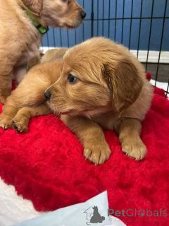 Zdjęcie №1. golden retriever - na sprzedaż w Grevenmacher | negocjowane | Zapowiedź №165852