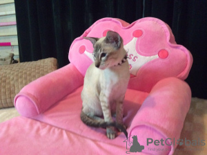 Zdjęcie №2 do zapowiedźy № 30211 na sprzedaż  kot peterbald - wkupić się Kazachstan hodowca