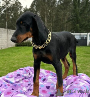 Zdjęcie №1. doberman - na sprzedaż w Helsinki | negocjowane | Zapowiedź №174019