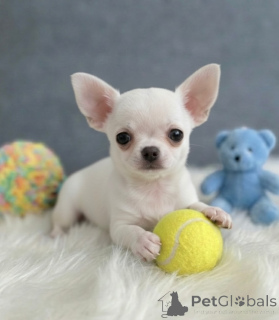 Zdjęcie №1. chihuahua (rasa psów) - na sprzedaż w Eindhoven | negocjowane | Zapowiedź №172335