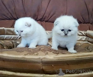 Zdjęcie №1. scottish straight - na sprzedaż w Almaty | 463zł | Zapowiedź № 160617