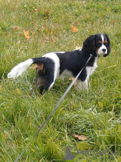 Zdjęcie №3. Cavalier King Charles Spaniel. Białoruś