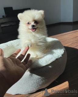 Zdjęcie №3. Pomorskie szczenięta. USA