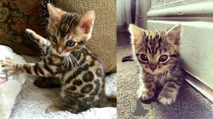 Zdjęcie №2 do zapowiedźy № 136752 na sprzedaż  kot bengalski - wkupić się Niemcy 