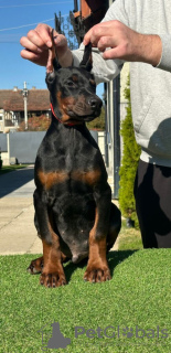 Zdjęcie №3. Doberman szczenięta na sprzedaż. Serbia