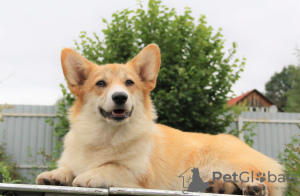 Dodatkowe zdjęcia: szczeniaczki welsh corgi pembroke po Interchampionie