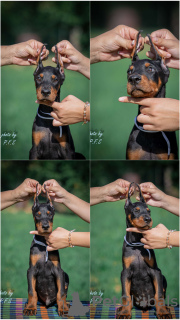 Zdjęcie №2 do zapowiedźy № 113674 na sprzedaż  doberman - wkupić się Serbia hodowca