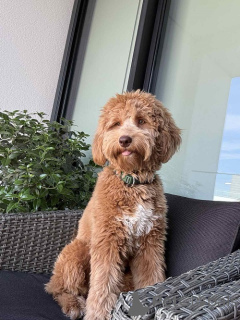 Zdjęcie №3. Urocze szczenięta Labradoodle F1b. Serbia