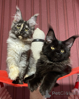 Zdjęcie №3. Maine coony. Wielka Brytania