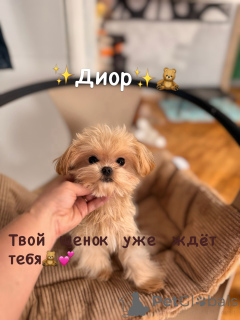 Zdjęcie №2 do zapowiedźy № 165182 na sprzedaż  maltipu - wkupić się Białoruś od żłobka