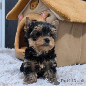 Zdjęcie №1. yorkshire terrier - na sprzedaż w Praga | negocjowane | Zapowiedź №168621