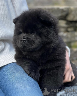 Zdjęcie №3. Chow Chow Szczenięta do adopcji. Niemcy