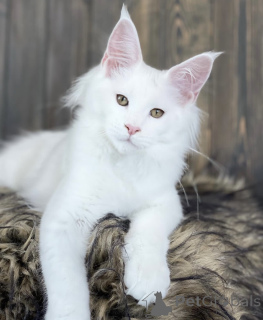 Zdjęcie №1. maine coon - na sprzedaż w Baden-Baden | 4736zł | Zapowiedź № 163468