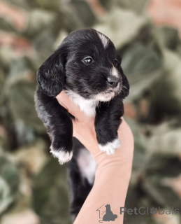 Zdjęcie №2 do zapowiedźy № 155450 na sprzedaż  jamnik - wkupić się Norwegia prywatne ogłoszenie