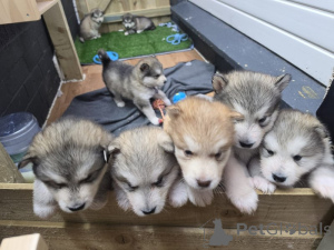 Zdjęcie №1. alaskan malamute - na sprzedaż w Odensa | negocjowane | Zapowiedź №169952