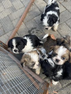 Zdjęcie №4. Sprzedam shih tzu w Alpbach. prywatne ogłoszenie - cena - negocjowane