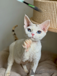 Zdjęcie №1. devon rex - na sprzedaż w Strasburg | negocjowane | Zapowiedź № 178139