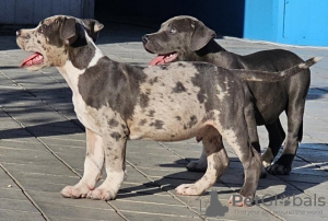 Zdjęcie №4. Sprzedam american bully w Belgrad. hodowca - cena - negocjowane