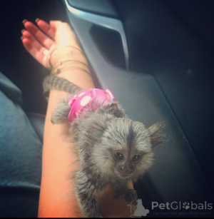 Zdjęcie №1.  - na sprzedaż w Madryt | Bezpłatny | Zapowiedź №161911